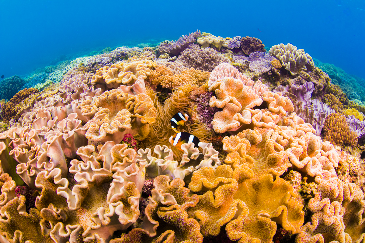 沖縄の都会に残る珊瑚礁の群生　北谷町の砂辺カリフォルニア