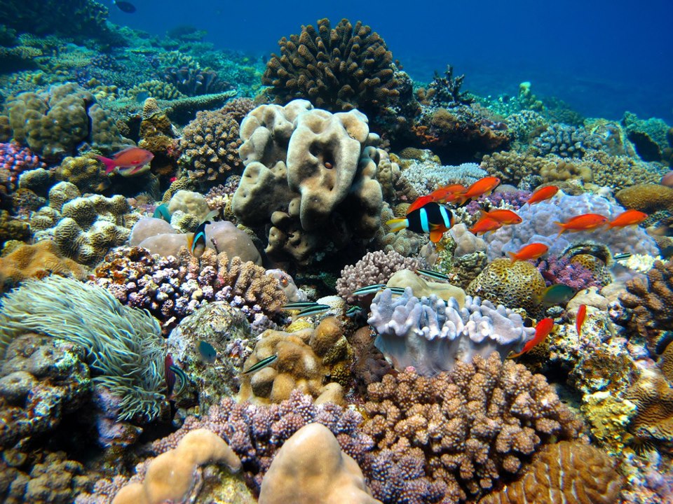 沖縄 水納島の珊瑚礁