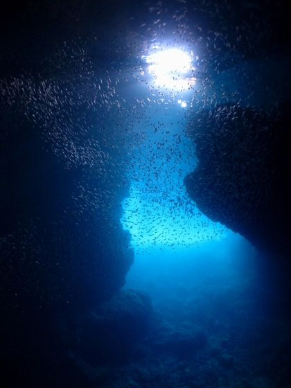 リュウキュウハタンポと青の洞窟