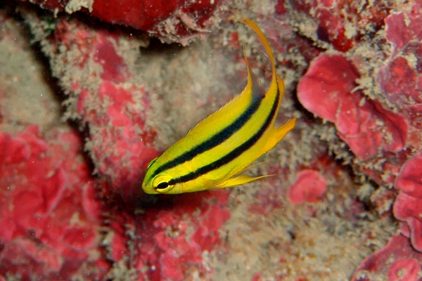 ヒレナガスズメダイの幼魚