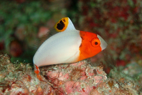 イロブダイの幼魚