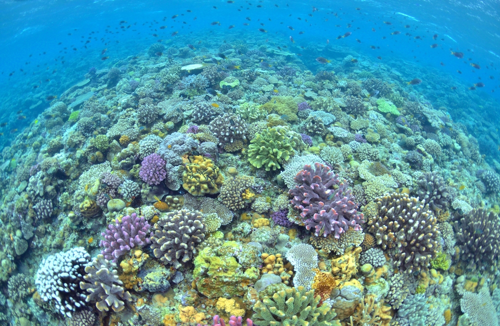 水納島に群生する珊瑚礁