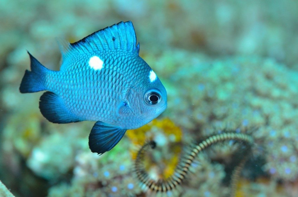 スズメダイの幼魚