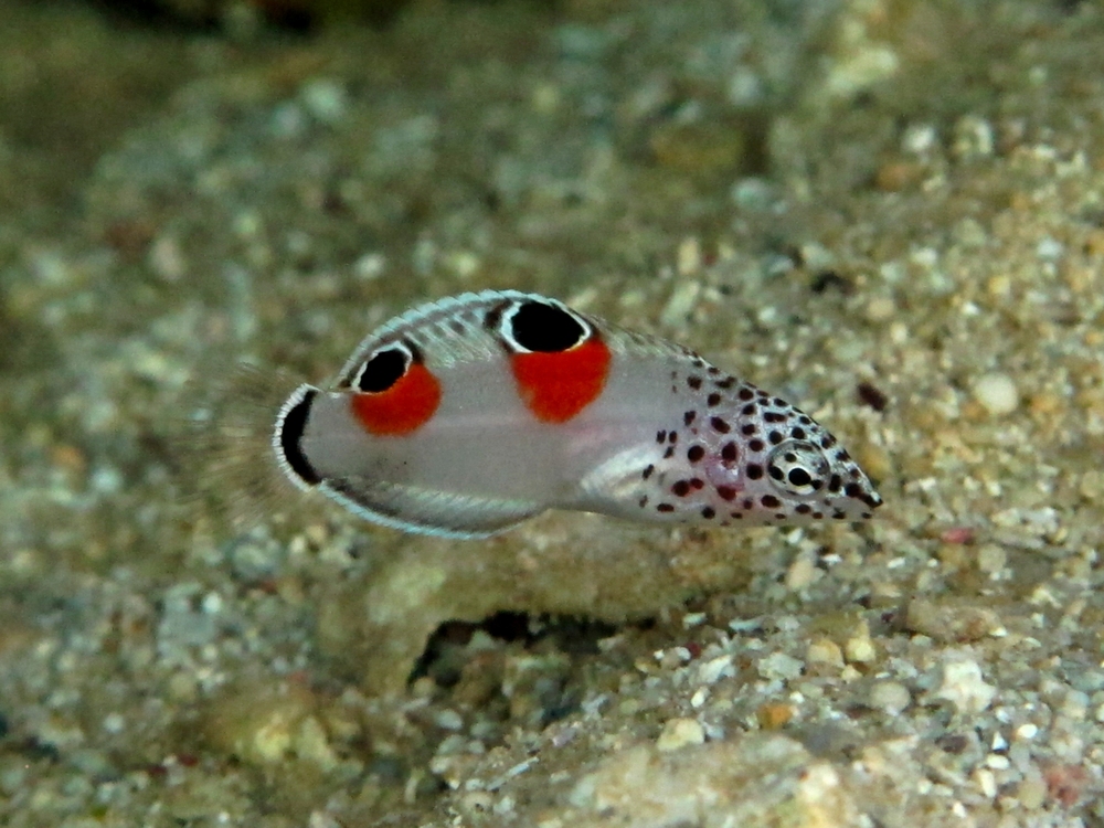 カンムリベラの幼魚