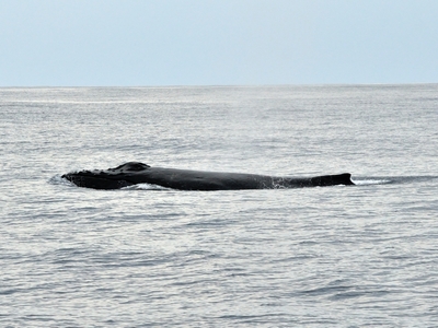 ザトウクジラ出ています！！