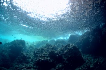 青の洞窟　数え切れない魚達の巨大な群れ