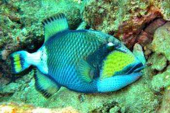 海のギャングと呼ばれるゴマモンガラ