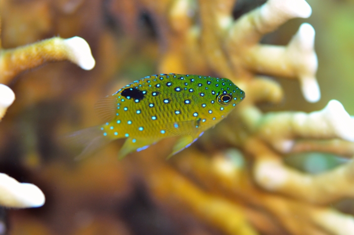 ルリホシスズメダイ（幼魚）