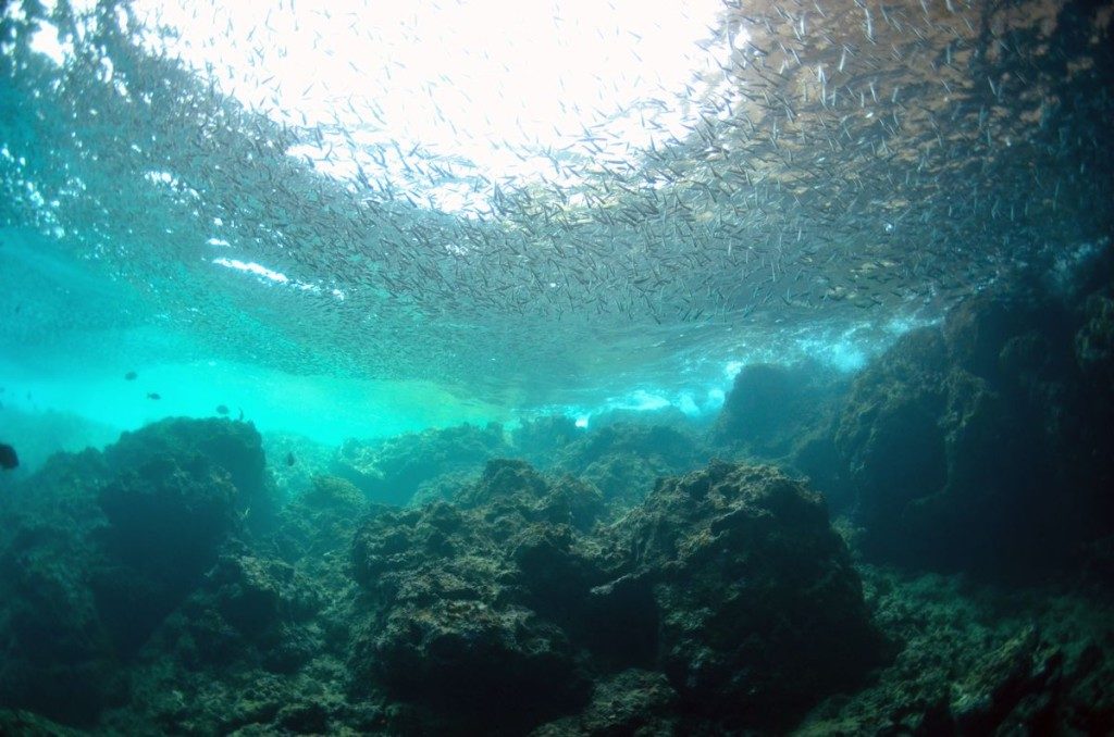 青の洞窟の水面に群れる魚達