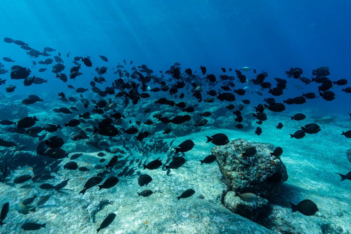 ダイブコンピューターの使用方法