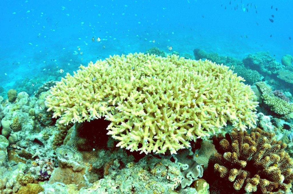 水納島の珊瑚礁とスズメダイ