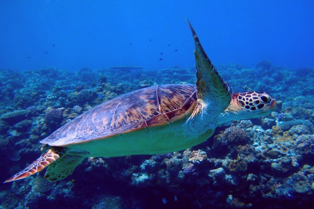 水納島の浅瀬でウミガメに！！