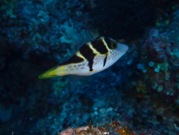 まねっこ魚、ノコギリハギの見分け方