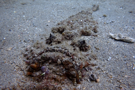 魚類史上・最強の猛毒　オニダルマオコゼ