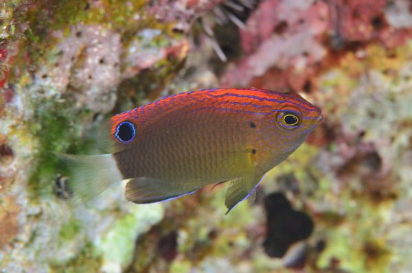 メガネスズメダイの幼魚