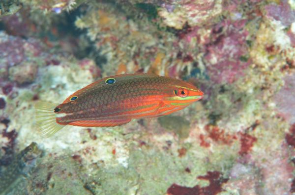 ニシキキュウセンの幼魚