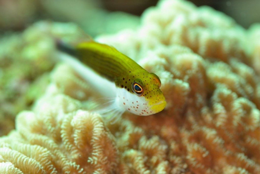 ホシゴンベの幼魚