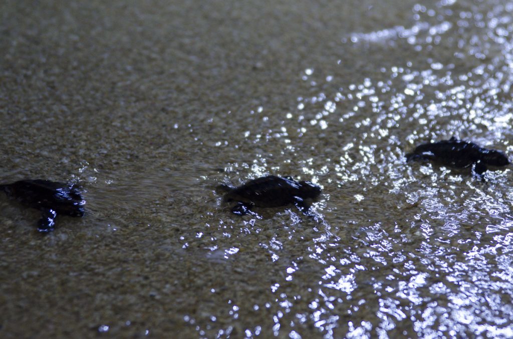 シークレットビーチ　海を泳ぐ海亀の赤ちゃん
