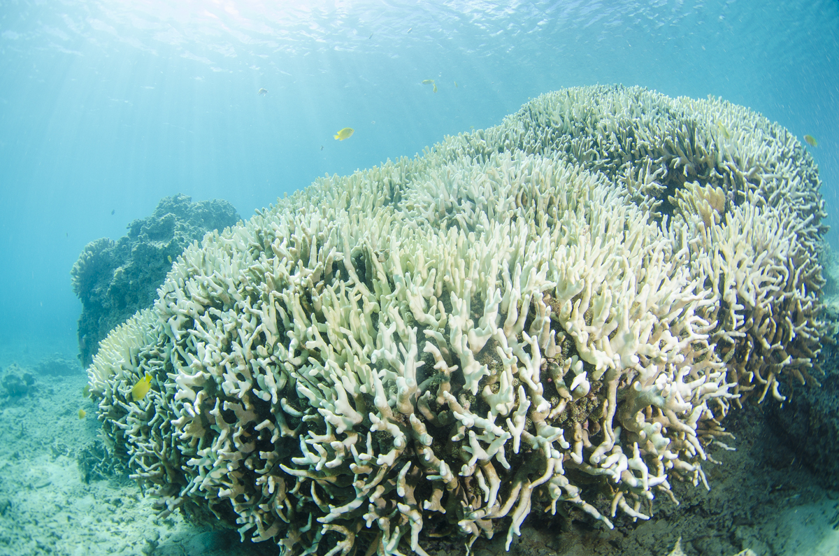 沖縄 珊瑚礁の白化現象