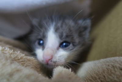 子猫２匹の里親募集！！！