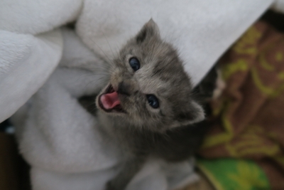 子猫　里親まだまだ募集中