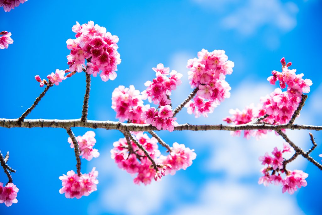 沖縄の桜