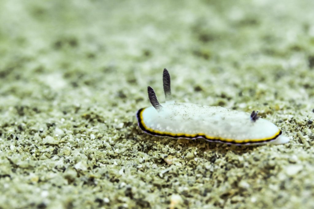 沖縄のウミウシ