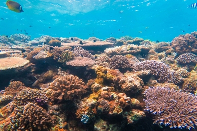 水納島・瀬底島ファンダイビング