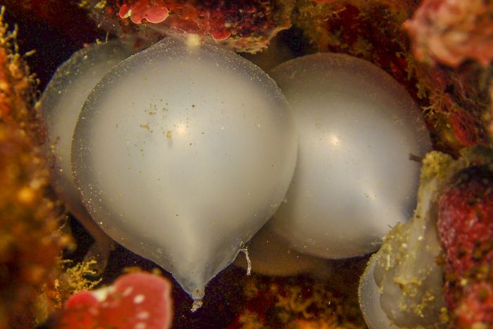 情熱的なコブシメの求愛・交接・産卵シーン