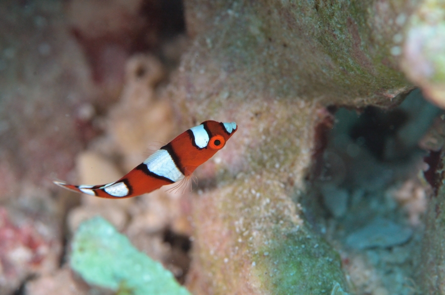 沖縄ダイビングの海水魚図鑑 沖縄ダイビングライセンス C 沖縄ダイビングの海水魚図鑑 沖縄ダイビングライセンス C