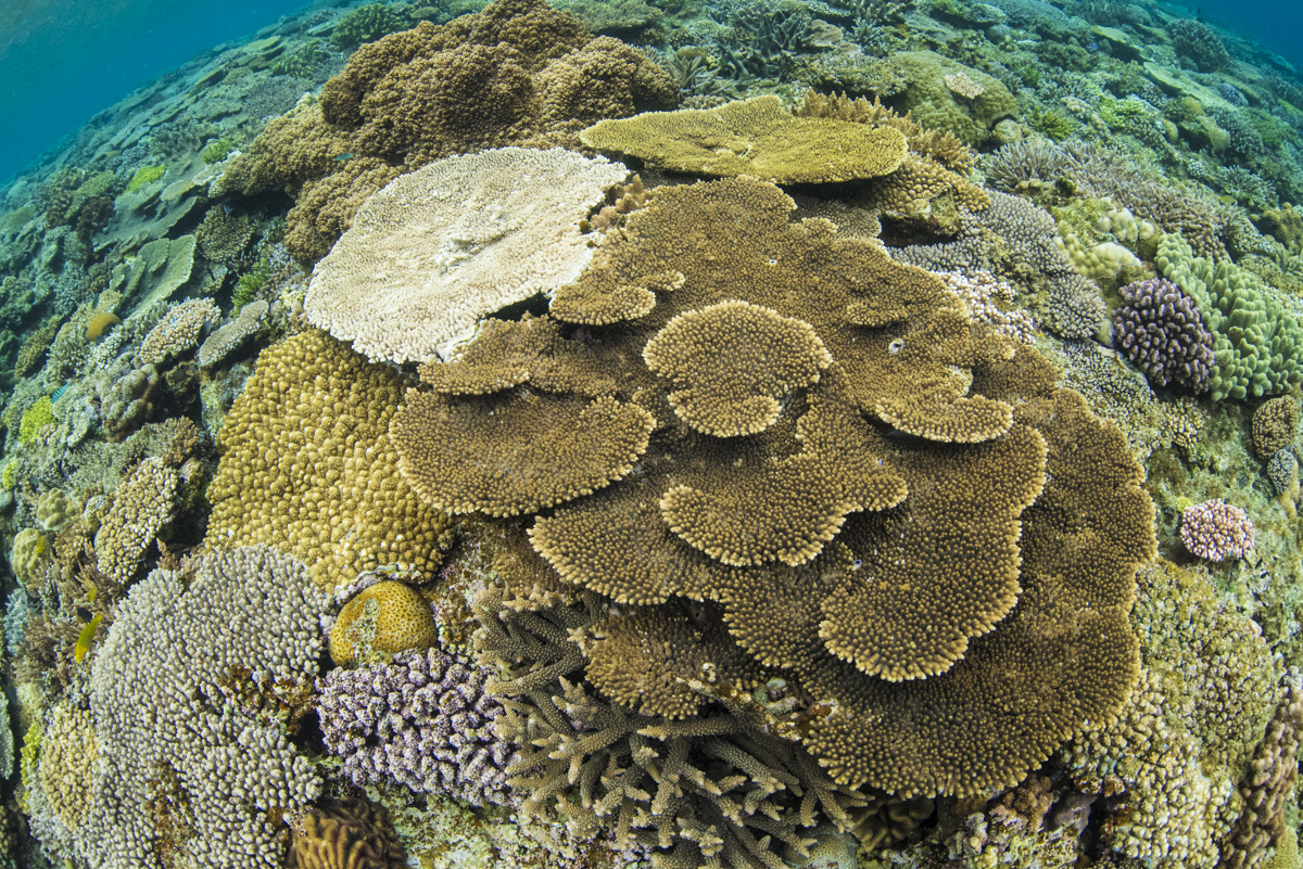 沖縄で1番綺麗な珊瑚礁の群生 水納島 