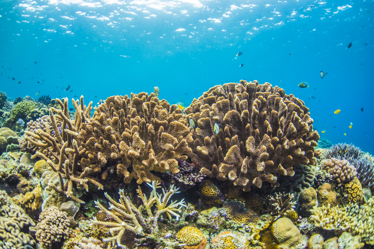 沖縄で1番綺麗な珊瑚礁の群生 水納島 