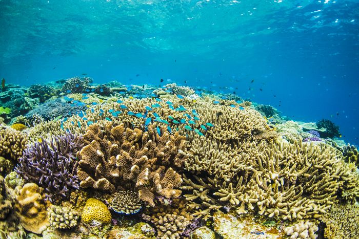 沖縄で1番綺麗な珊瑚礁の群生　水納島