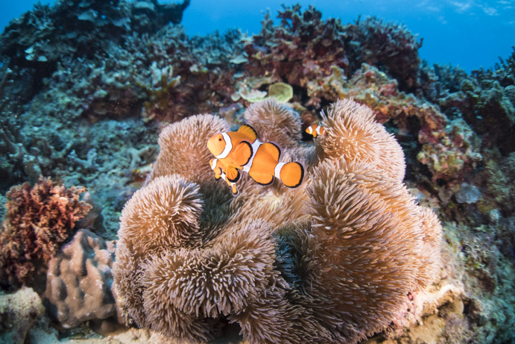 カクレクマノミとイソギンチャク