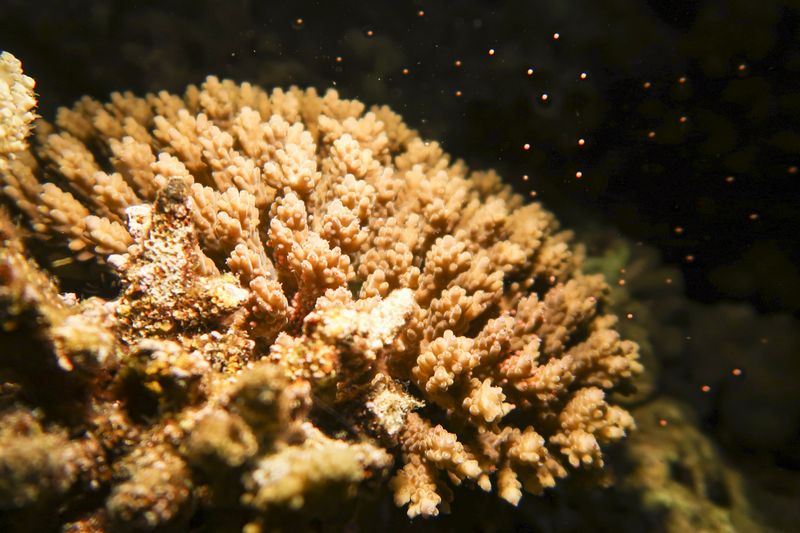 2017年6月 珊瑚の産卵(ミドリイシ・キクメイシ・ハナヤサイサンゴ)