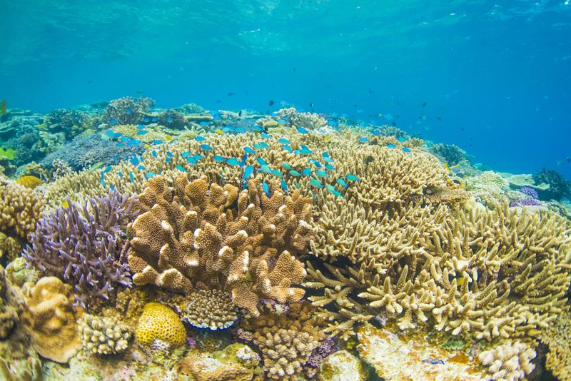 沖縄で一番綺麗な珊瑚礁　水納島