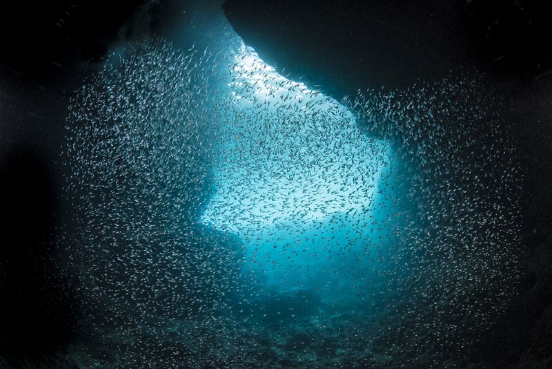 青の洞窟のリュウキュウハタンポ