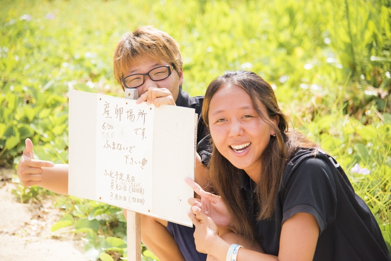 海亀の産卵場所&孵化予定日　2017年