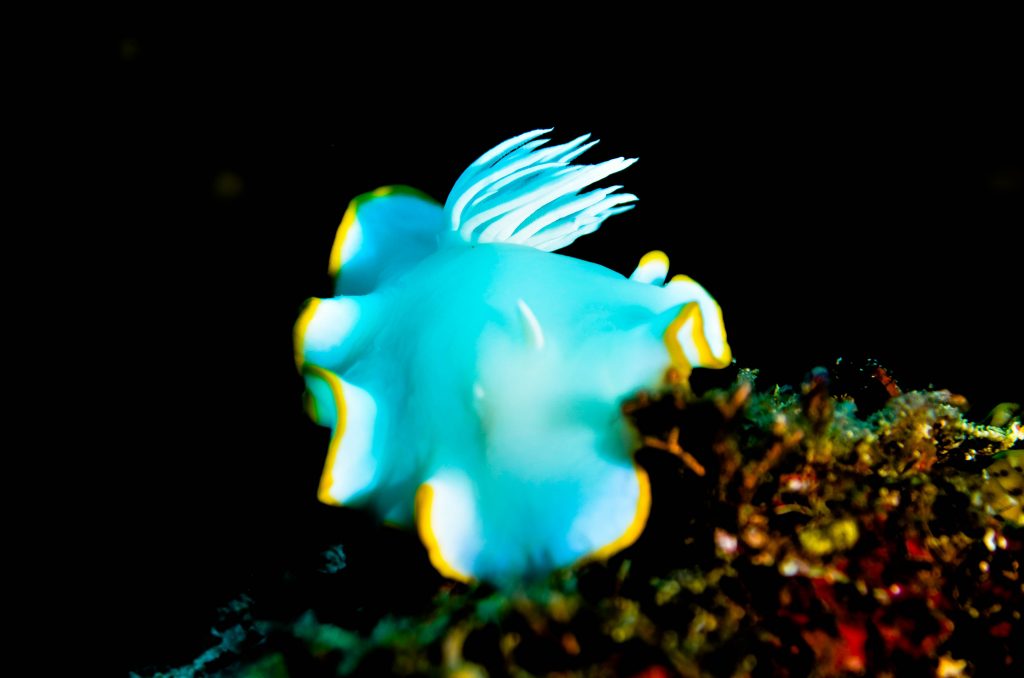 メレンゲウミウシ