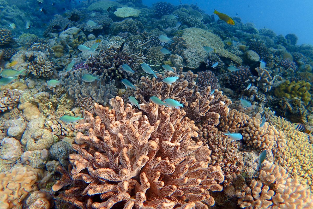 沖縄の珊瑚の生態 沖縄ダイビングライセンス©