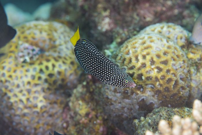 ホクトベラの幼魚