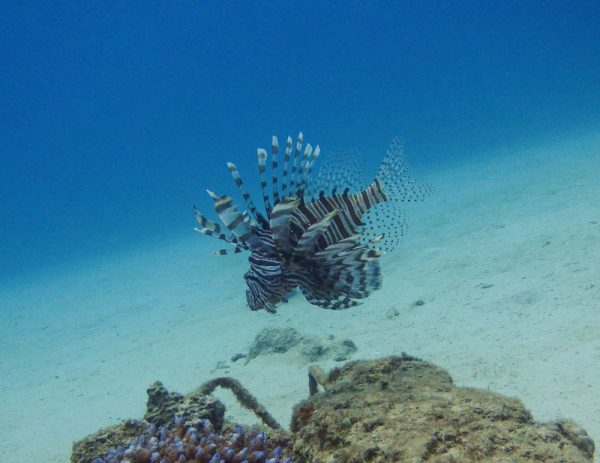 お母さんダイバー、沖縄の海でライセンス取得！