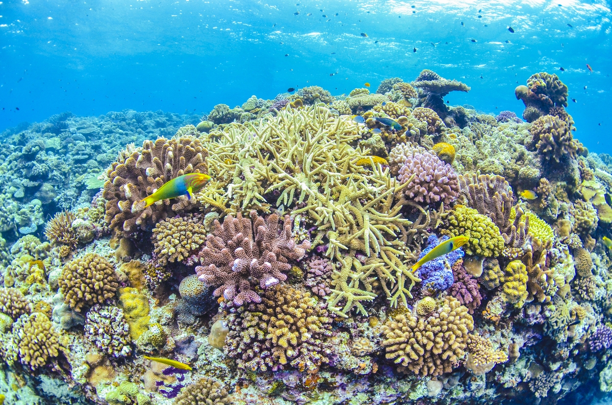 沖縄の珊瑚の生態 沖縄ダイビングライセンス C