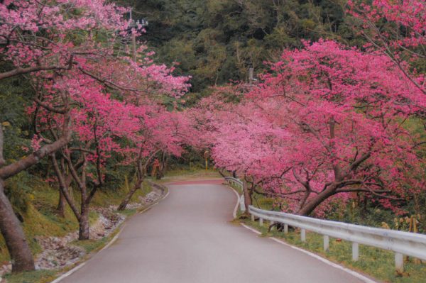 花が見ごろの沖縄、桜がピークです！