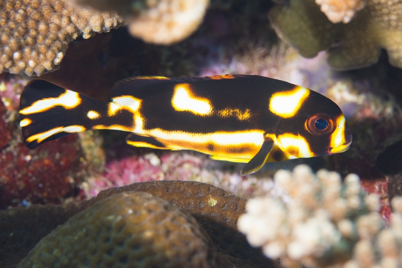 ムスジコショウダイの幼魚