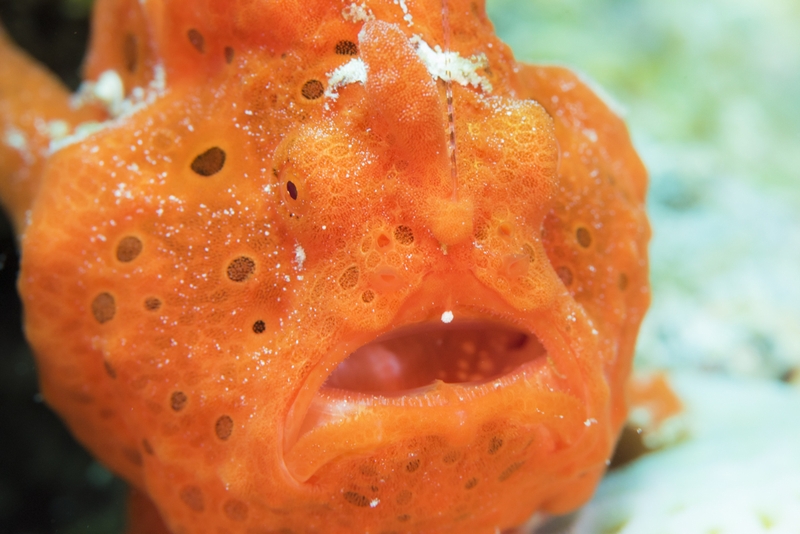 カエルアンコウのあくび・オレンジ