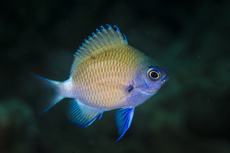 アマミスズメダイの幼魚・黒抜き