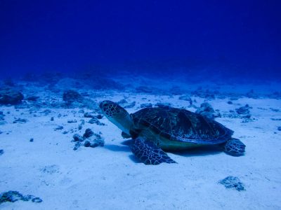 たまには砂地ポイントもいいですね～♪ 水納島ファンダイビング