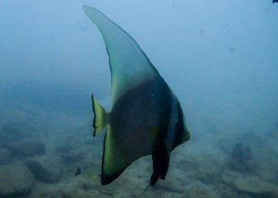 講習中に珍しい生物に遭遇！