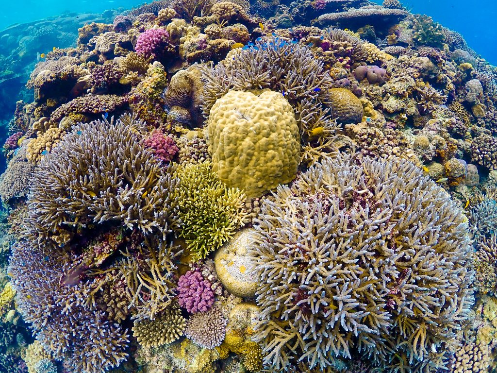 沖縄の綺麗なサンゴの群生 水納島